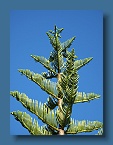 07 Norfolk Island Pine